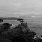 The Lone Cypress